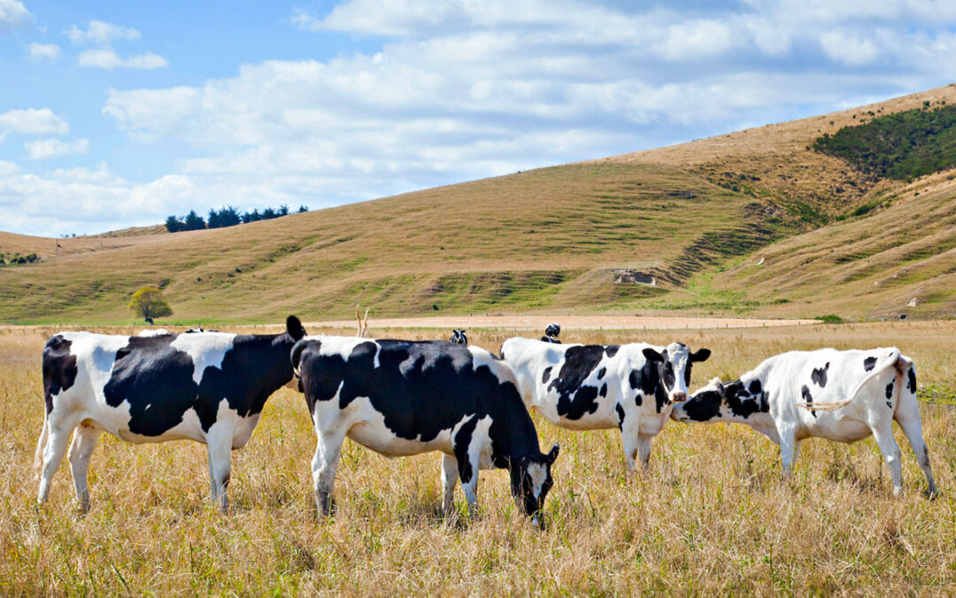 Isomark enters into Strategic Collaboration with RP Nutrients to Minimize Dairy Herd Methane Emissions and Optimize Feed Performance